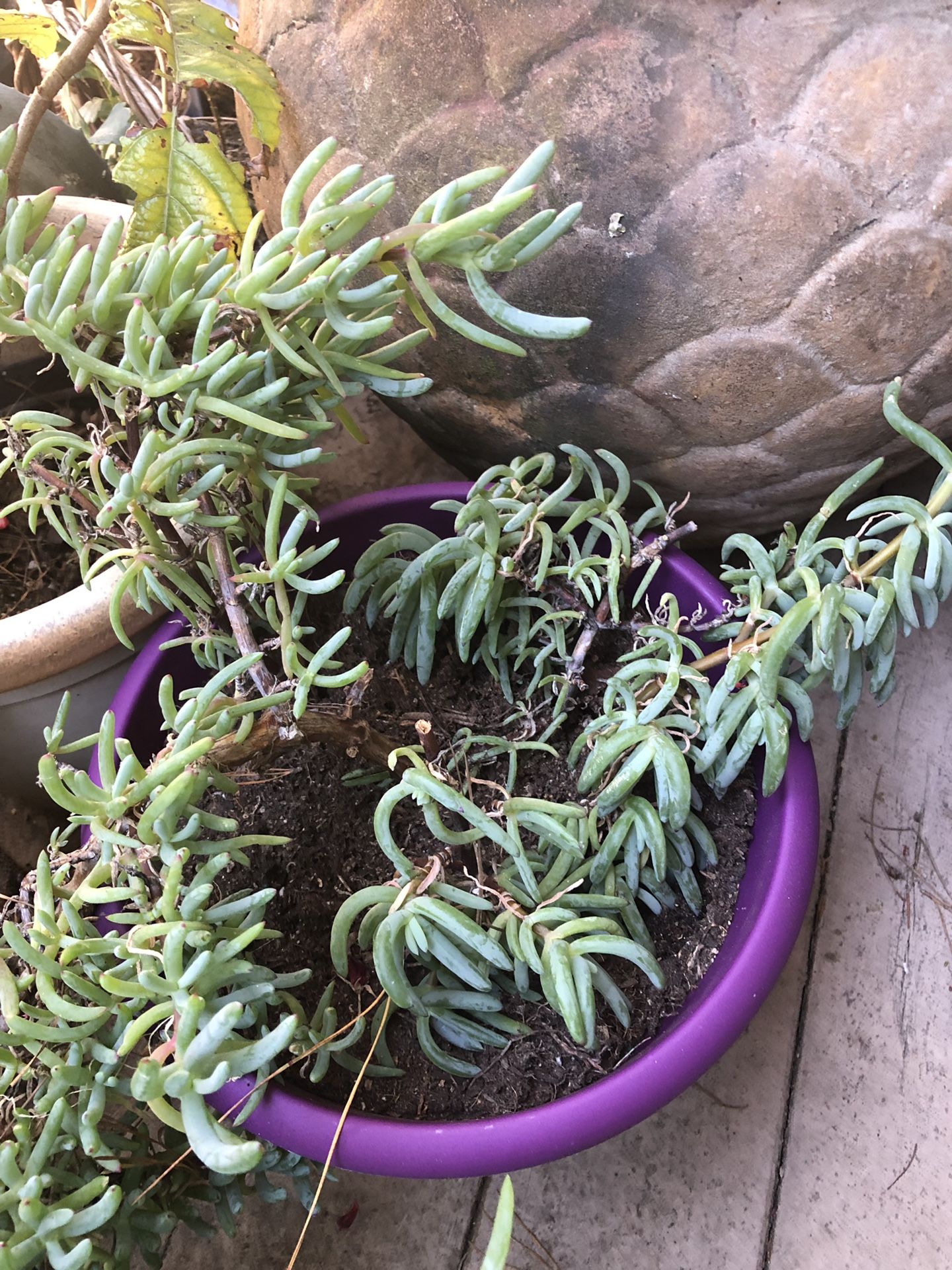 Succulent