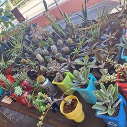 11/16-17 This Weekend Selection At Jason's Local Garden Located At Bob's New River Grove In Davie  .5660 Griffin Road Davie 