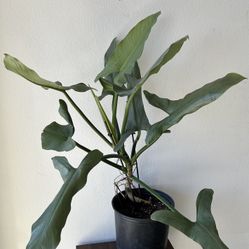 Philodendron Plant Silver Sword 