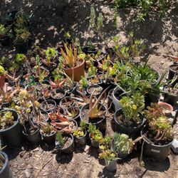 Succulent Plants