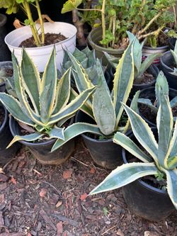 Agave