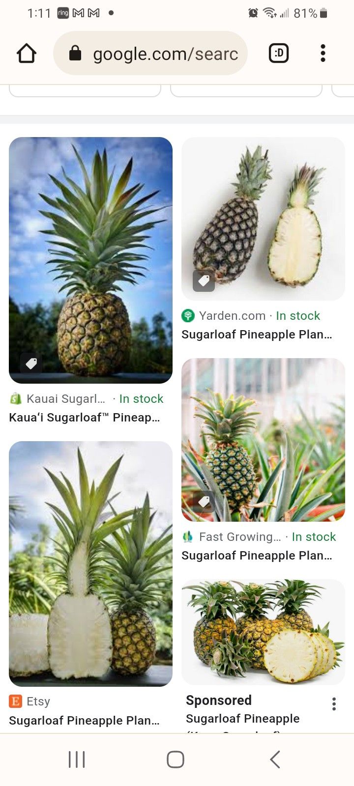 Sugarloaf Pineapples for Sale