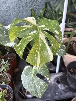 Monstera Deliciosa Thai Collection Plant 