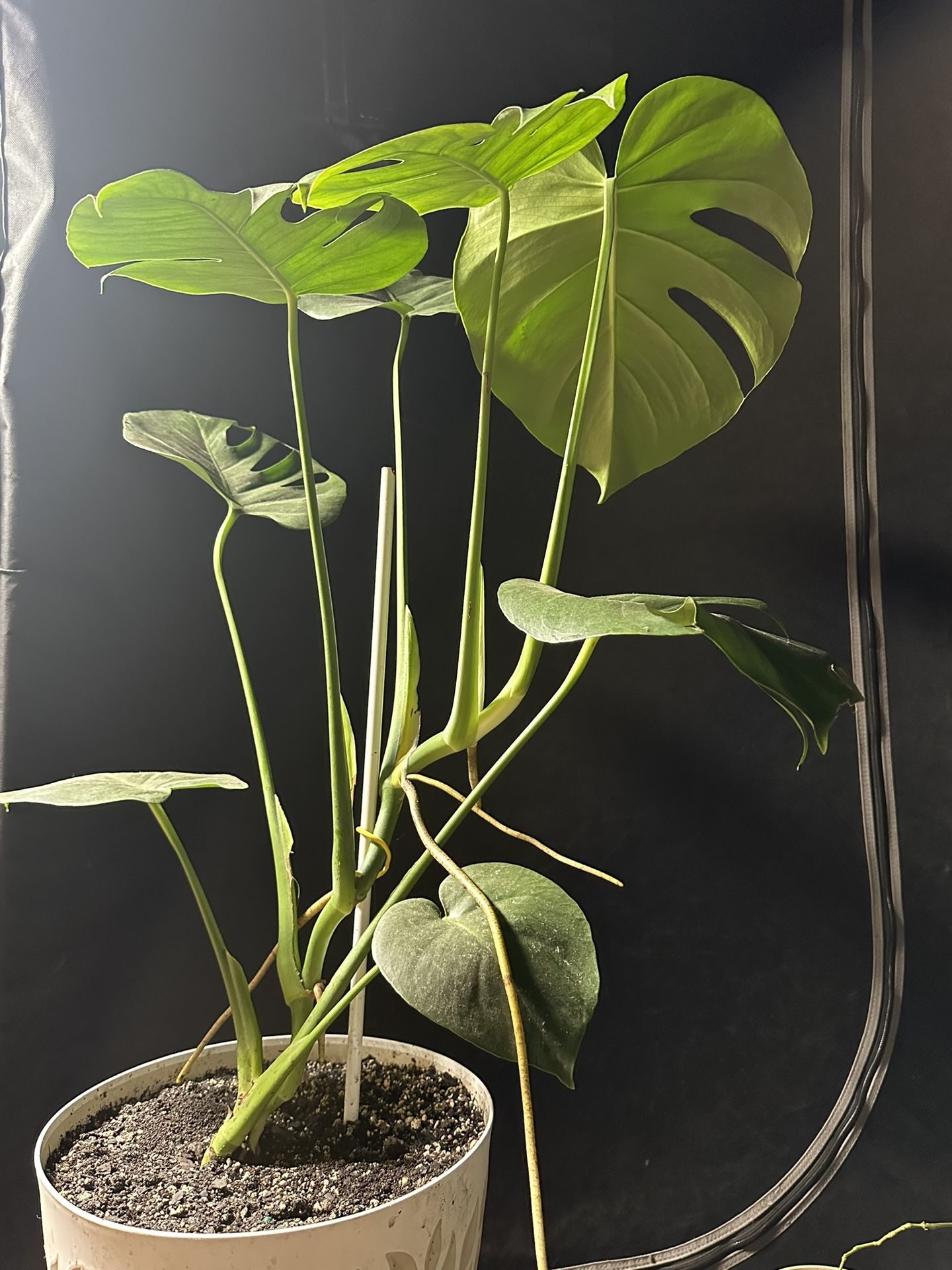 Swiss Cheese Plant
