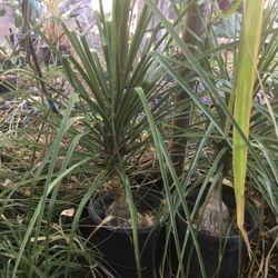 Ponytail Palm