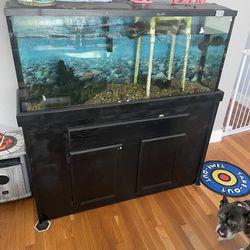 55 Gallon Fish tank With Wood Stand