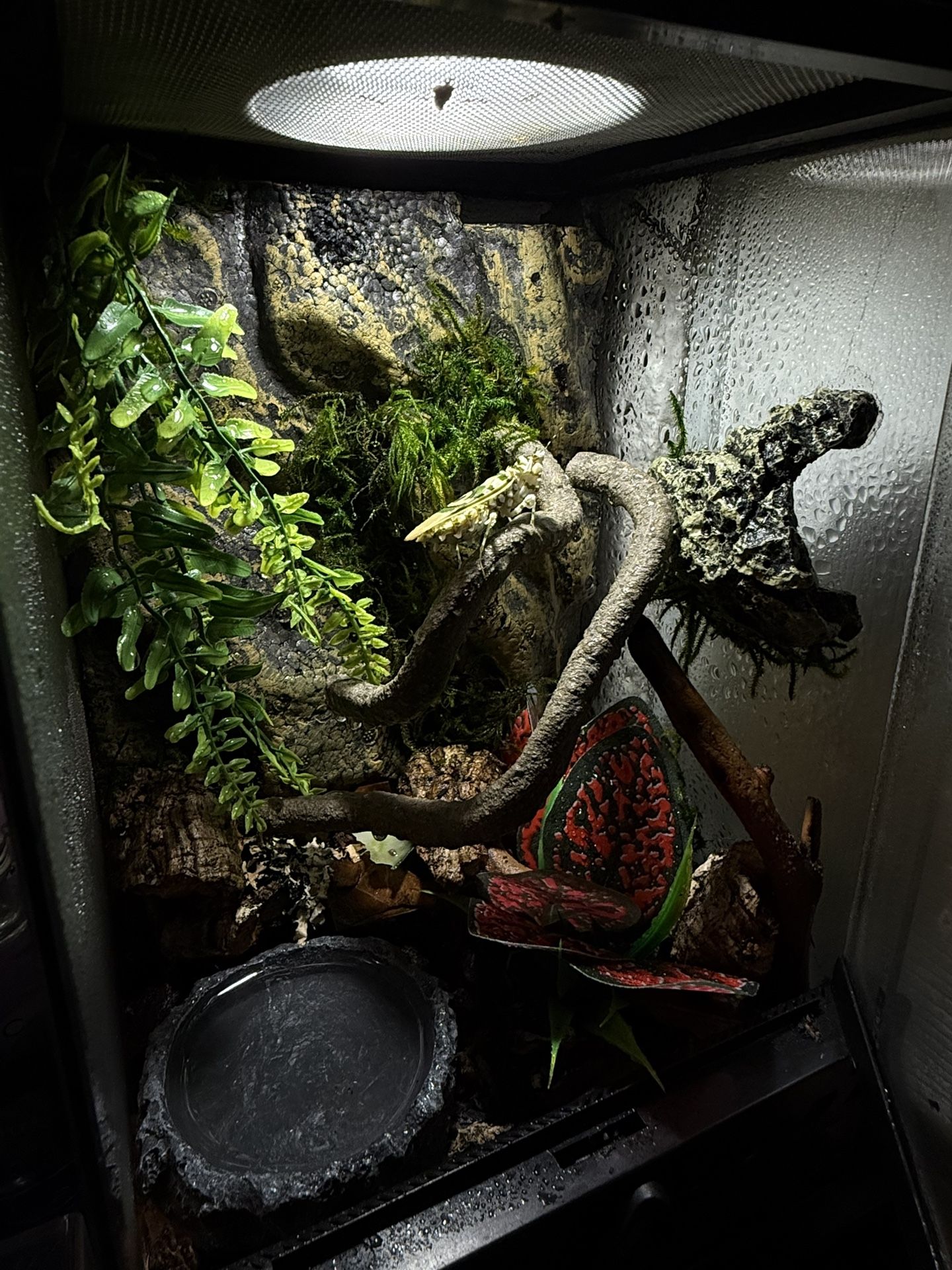 Enclosure With Mantis