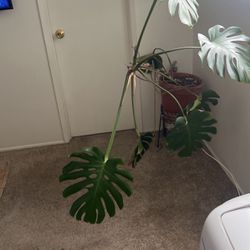 Monstera With Pot And Stand