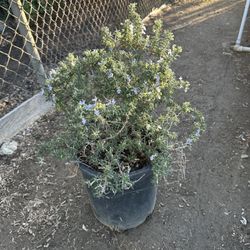 Rosemary