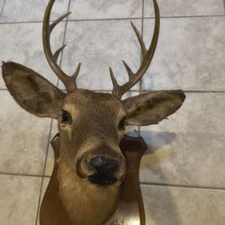 Mounted Deer Head