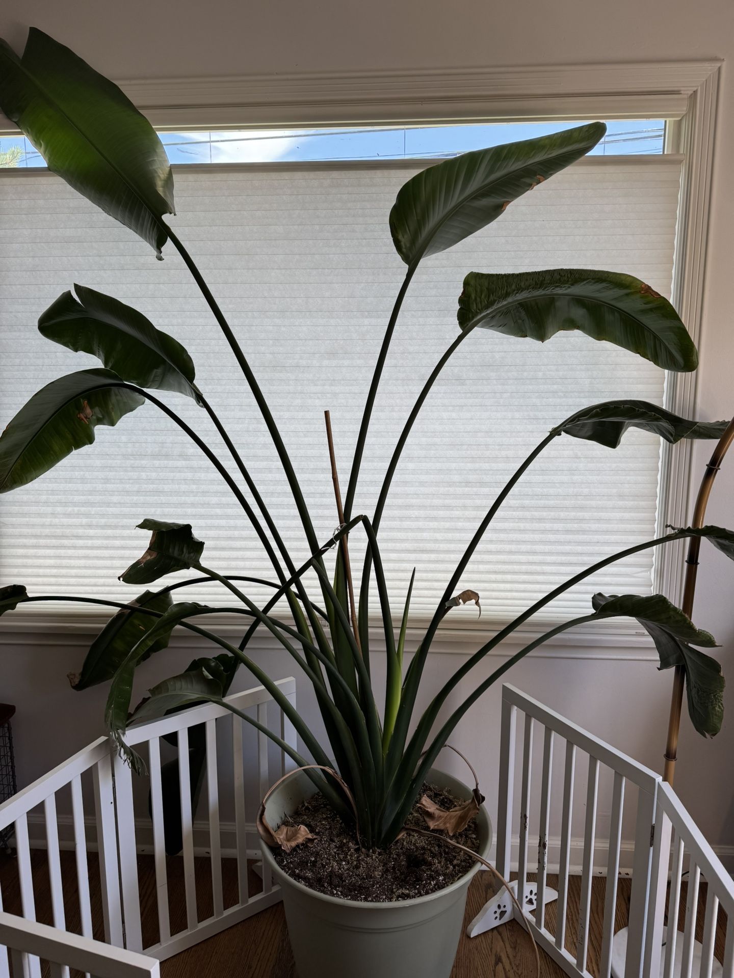 Large bird Of Paradise Potted