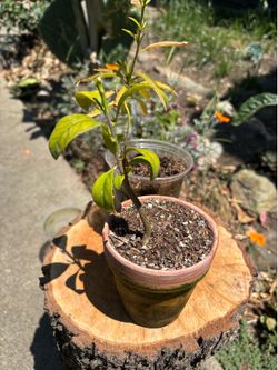 Lemon tree and peach tree