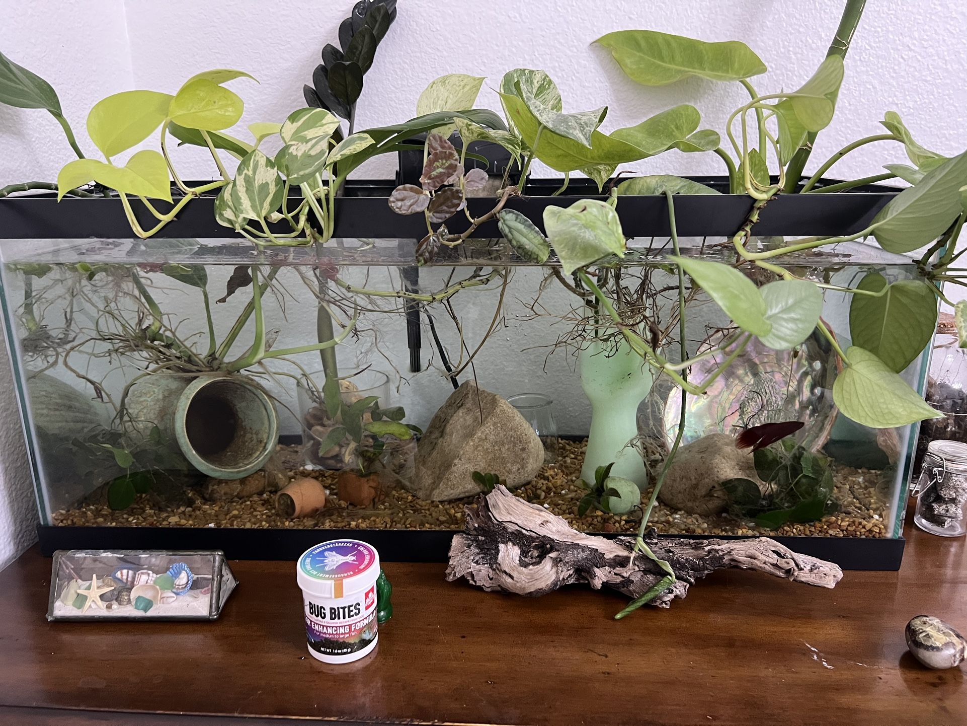 FISH TANK WITH LID