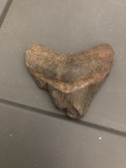 Megaladon Fossil 