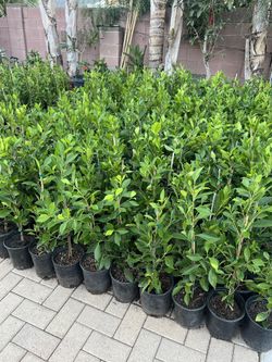 Ficus for Privacy Hedges