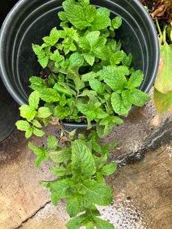 Mint Plant