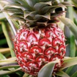Red Mini Pineapple Fully Grown Plant 2 Gallon