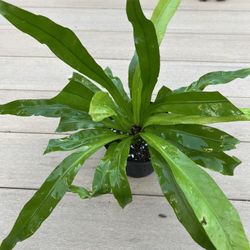 Birds Nest Fern, live Plant in a 6” nursery pot. ✔️ profile for more 🪴