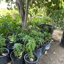 Chiltepin 1 Gallon $8 Each 
