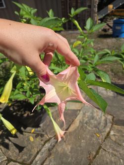 Pland. Fragrant