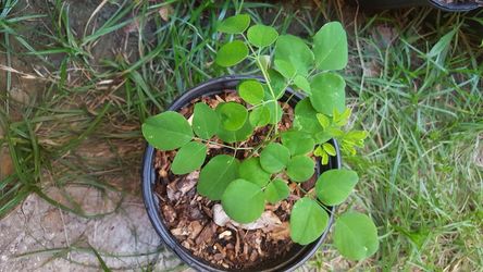 Morianga miracle health tree plant