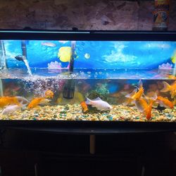 Pecera Grande Con Su Filtro Y Accesorios Para Limpieza De Pecera 