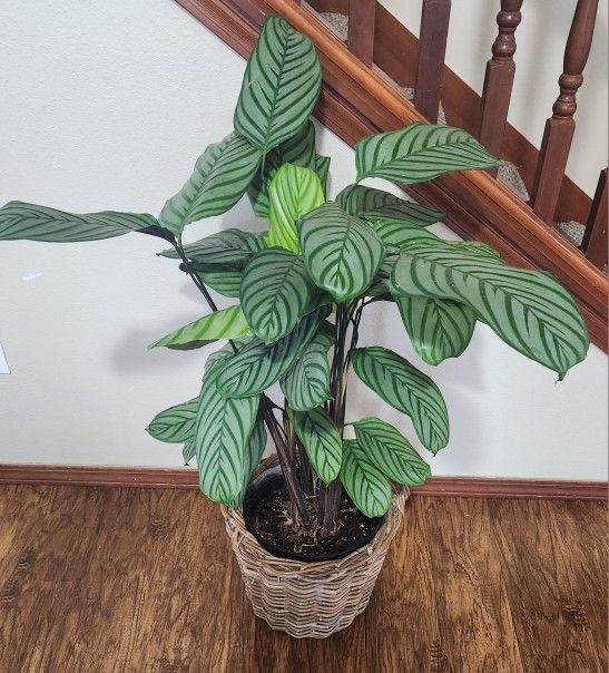 Nice Real Plant With Wicker Basket
