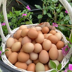 Fresh Farm Eggs!!! 