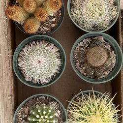 Succulents in 4”pots