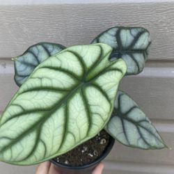 4” Alocasia Silver Dragón