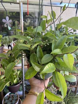 Hoya Carnosa Green a.k.a Wax Plants Hoya in 6”pot hanging.