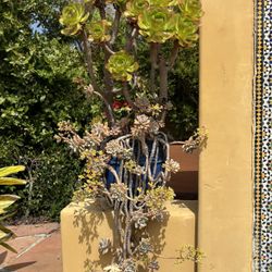 Gorgeous Blue Potted Succulent, Bunch A Gorgeous Addition To Any Garden Or Right Outside Of Your Door.