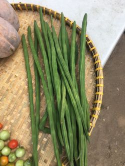 Moringa sticks