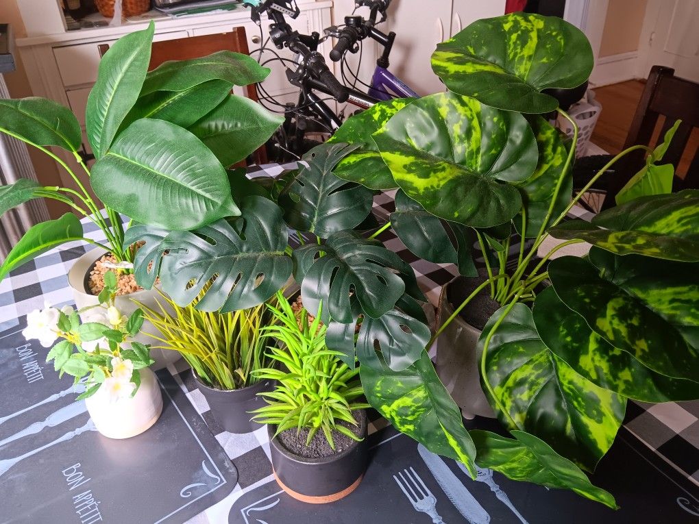 Decorative Plants