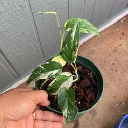 Variegated Epipremnum 