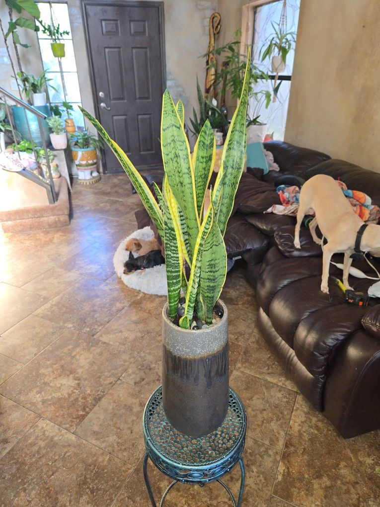 2ft 7in Tall Sansevieria Snake Plant In Gorgeous Ceramic Pot With Stones