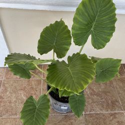 Alocasia Elephant Ear Plant Rooted In 9.5” Pot Tag #74