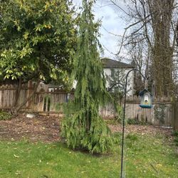 Weeping Alaskan Cedar Tree-15 Ft