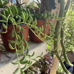 Succulents Plants 🪴 4”inch Pot 