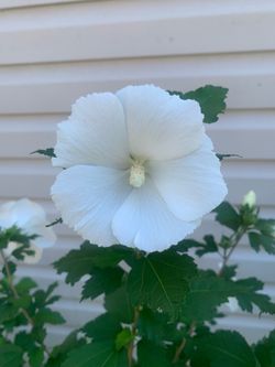 Rose of Sharon