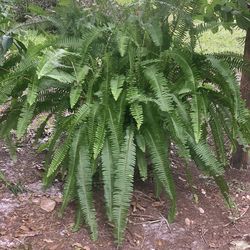 Large Live Fern Baskets