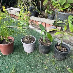 Plantas Pequeñas En $10 Dólares
