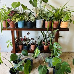 Plants Live Houseplants Home Decor Healthy & Thriving LARGE SELECTION - 10 each 