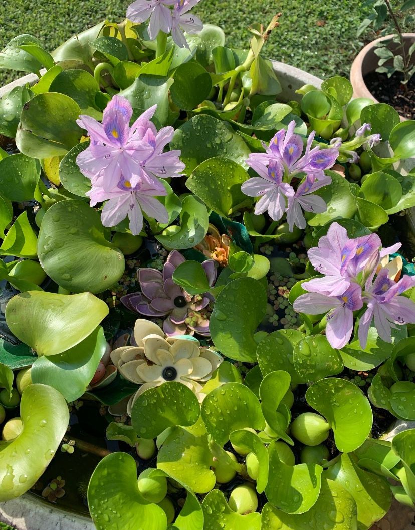 Water 💦 Hyacinth 🪻 Pond Plants 🪴 $3
