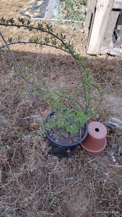 Goji Berry Plant
