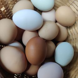 Chicken Eggs 
