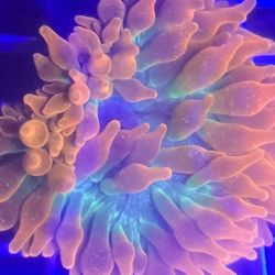 Ornamental Corals For Sale In Lake Worth Beach F.L. 