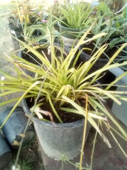 Large Spider Plant 🌿 Easy Care • Air Freshening • Pet Safe
Lazo de amor grande 🌿 Fácil
