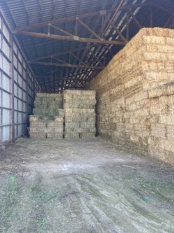 Orchard grass and rye