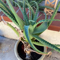 Large Aloe Vera Plant